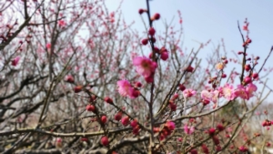 いなざわ梅まつり会場の紅梅のアップ｜愛知県植木センター梅品種見本園